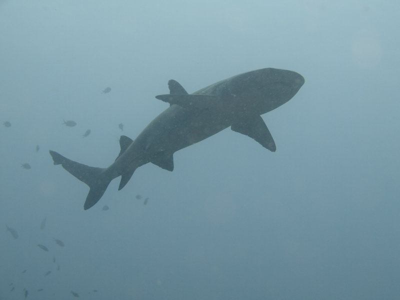 Shark, Barracuda Point